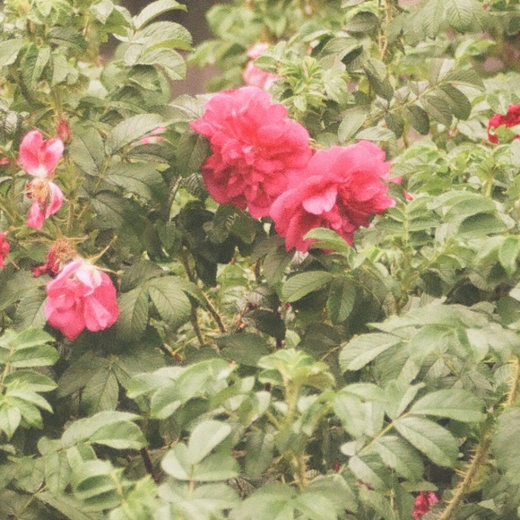 sweetguava